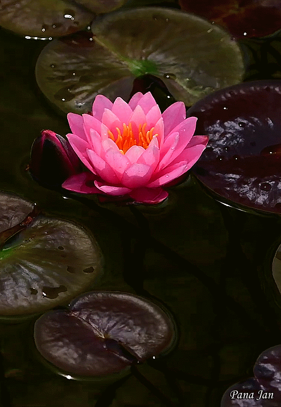 Red lily animation